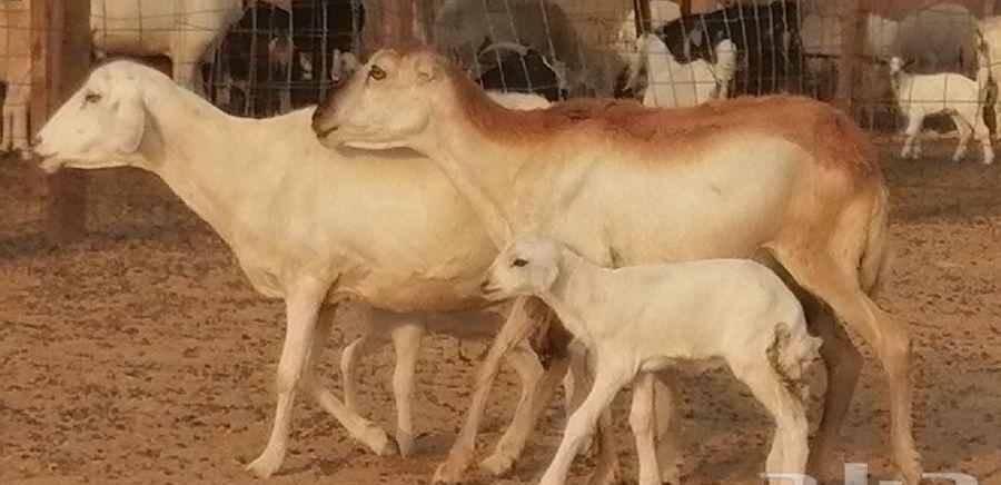 غنم رفيدية خلفات