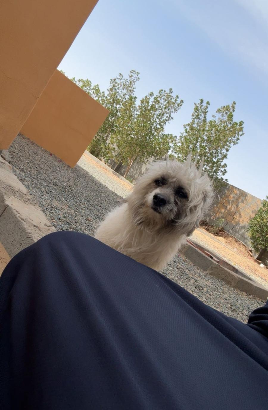 كلب المالتيز للبيع