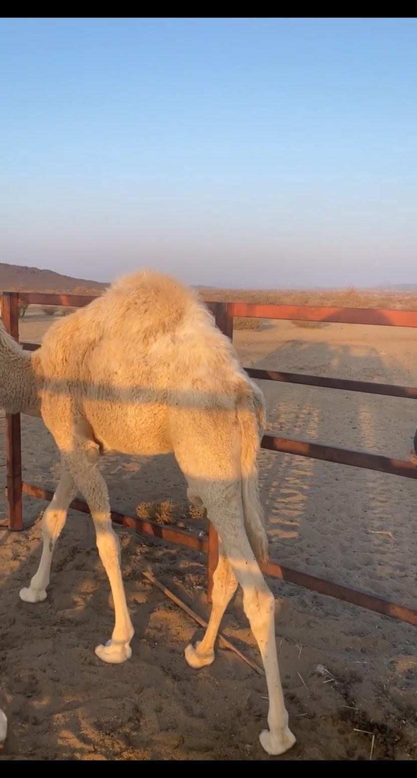 قعدان