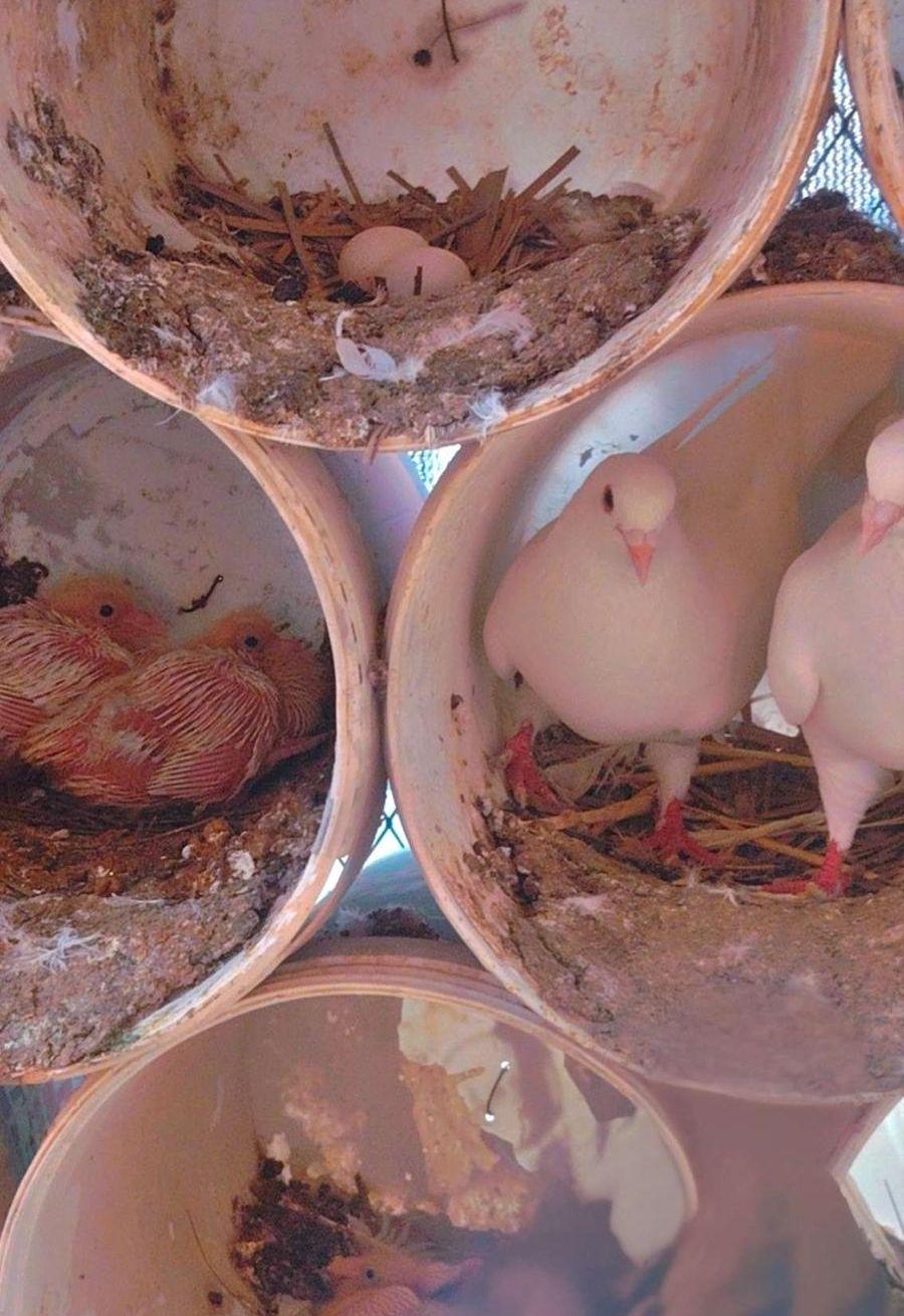 حمام فرنسي بيور