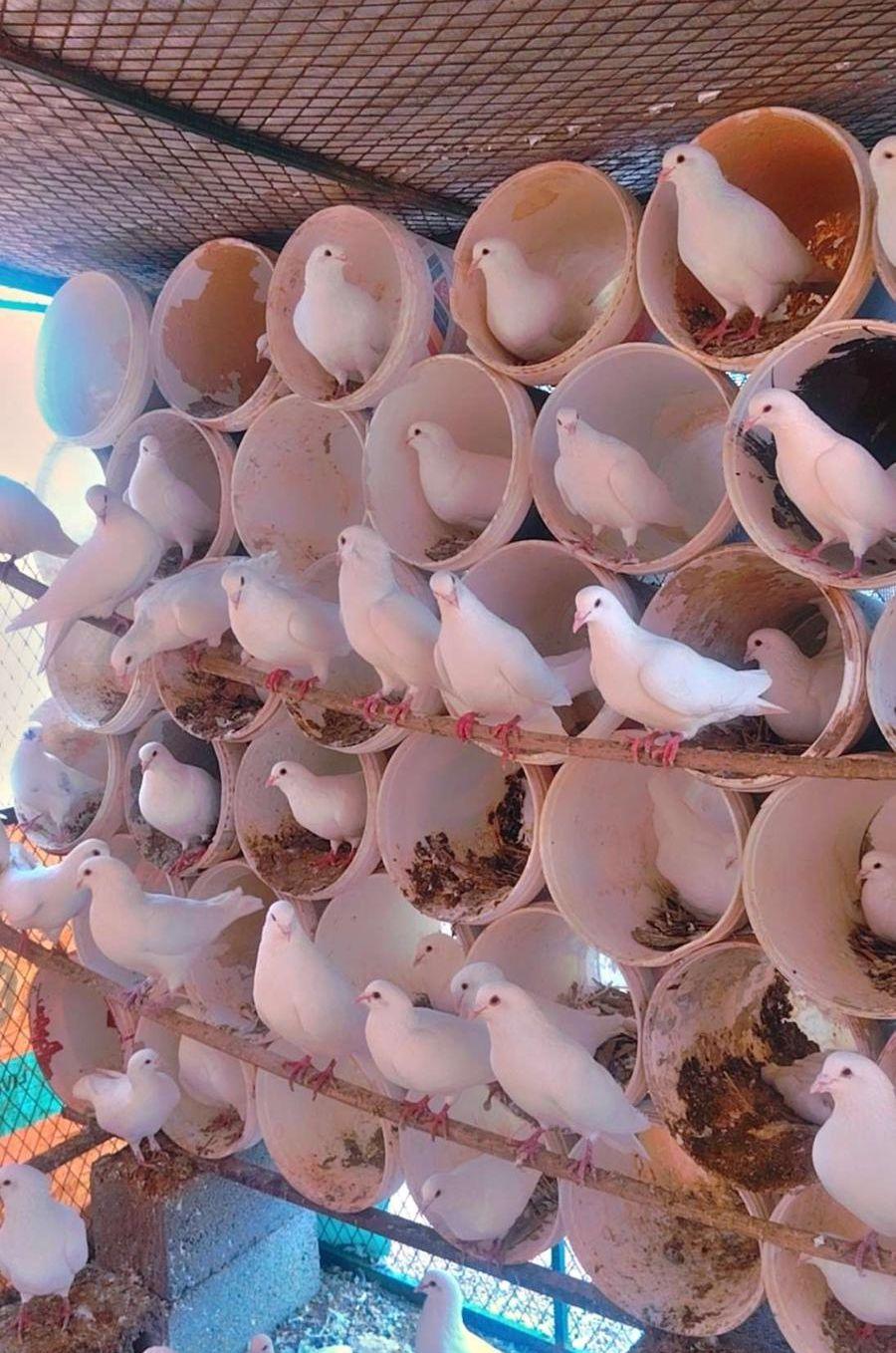 حمام فرنسي بيور