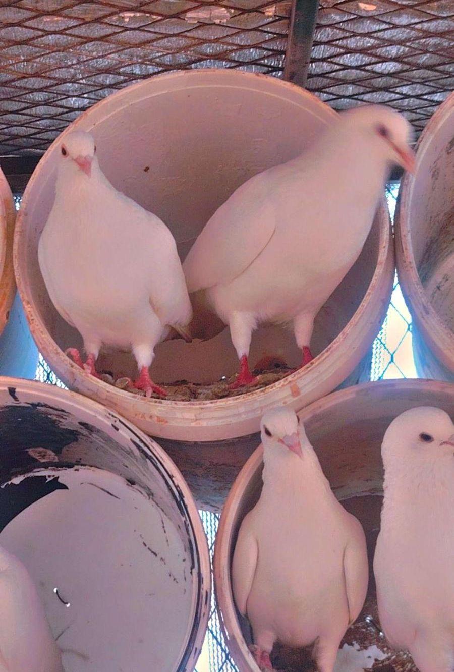 حمام فرنسي بيور