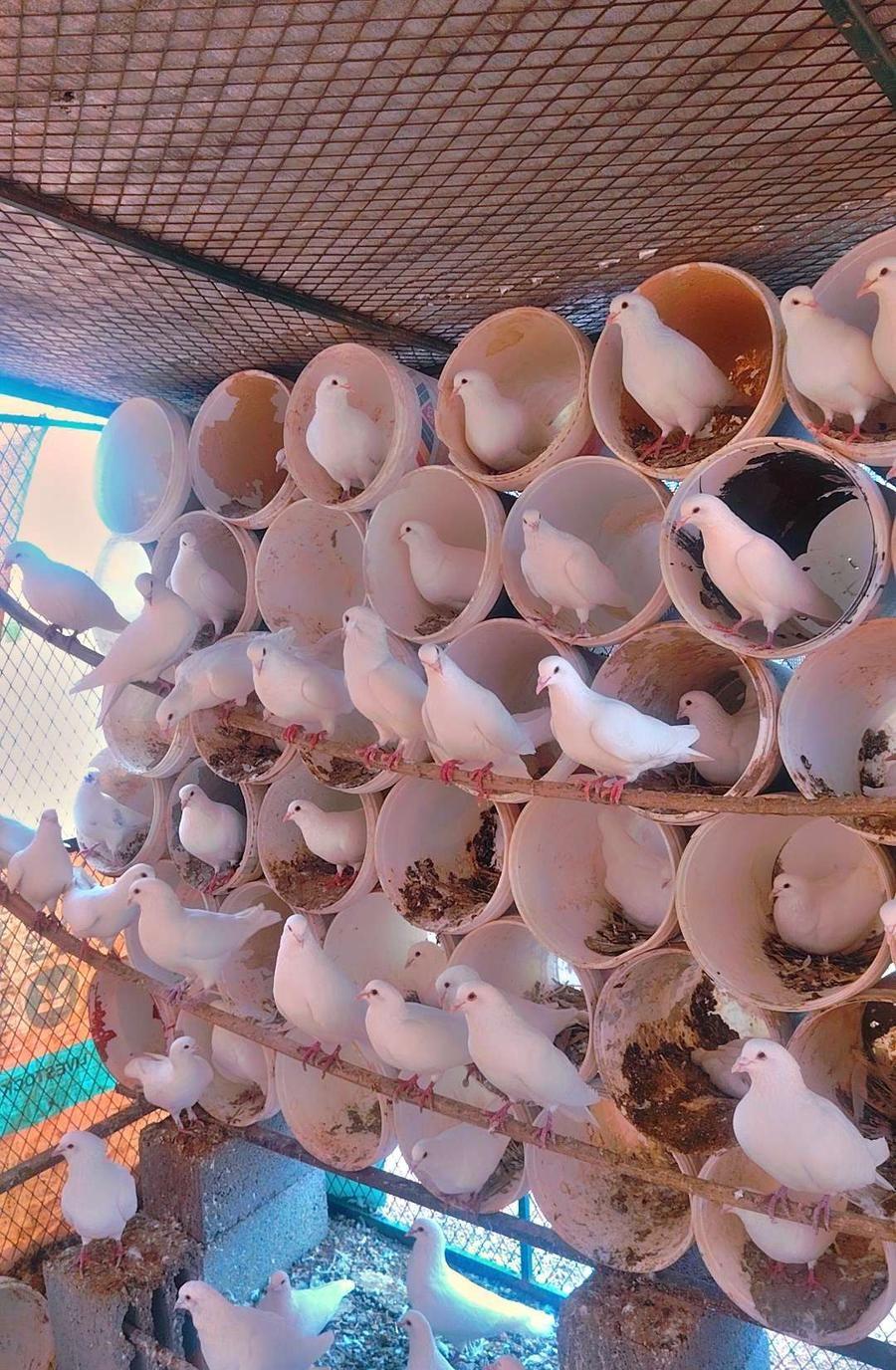 حمام فرنسي بيور