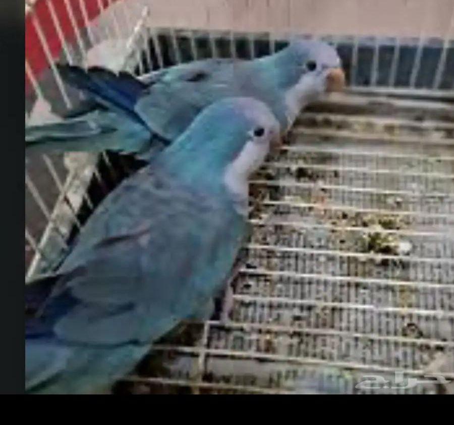 اجواز كويكر انتجه
