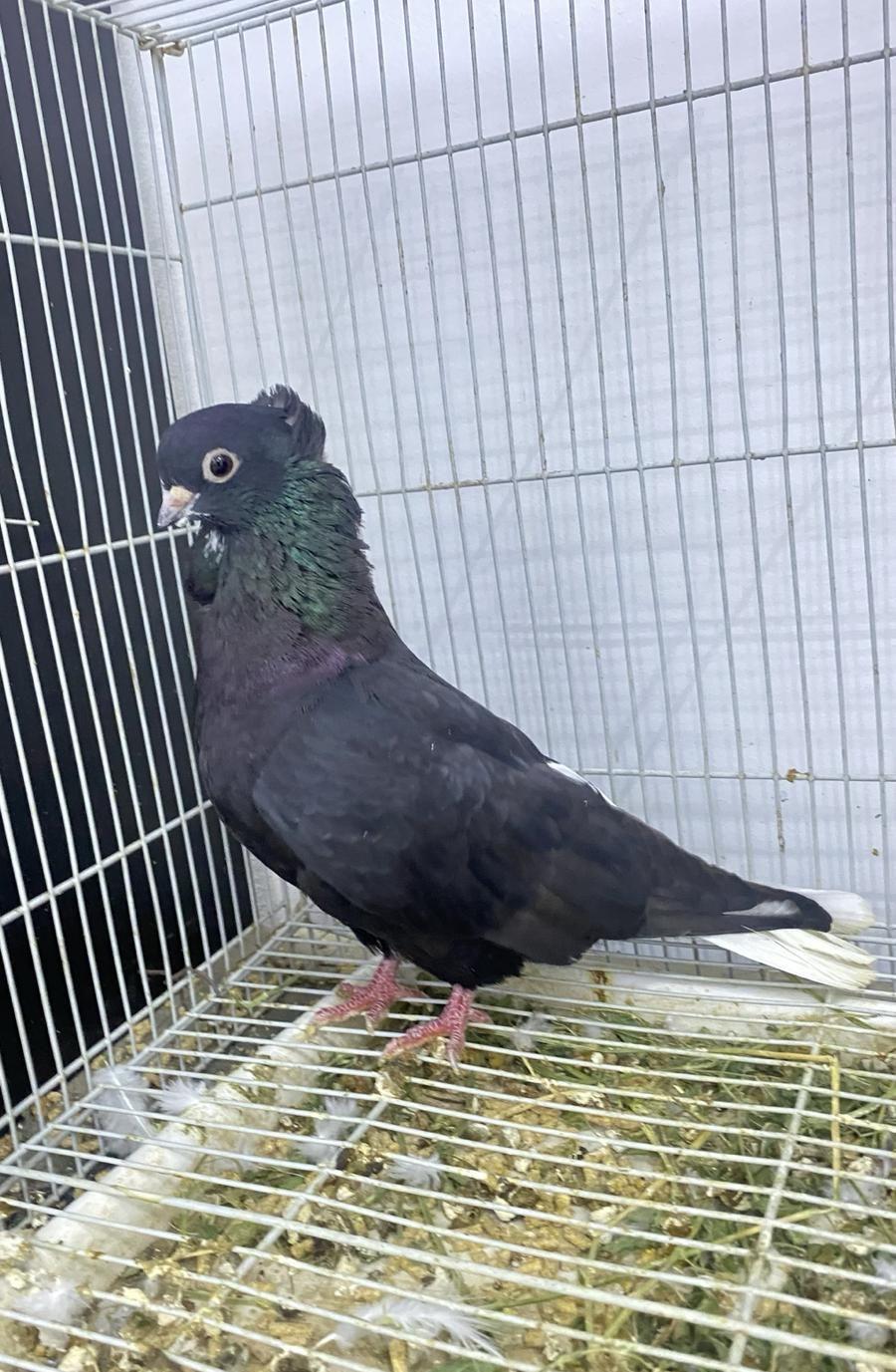 حمام