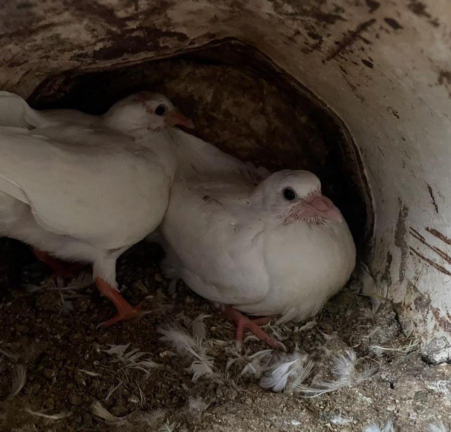 زغاليل فرنسي