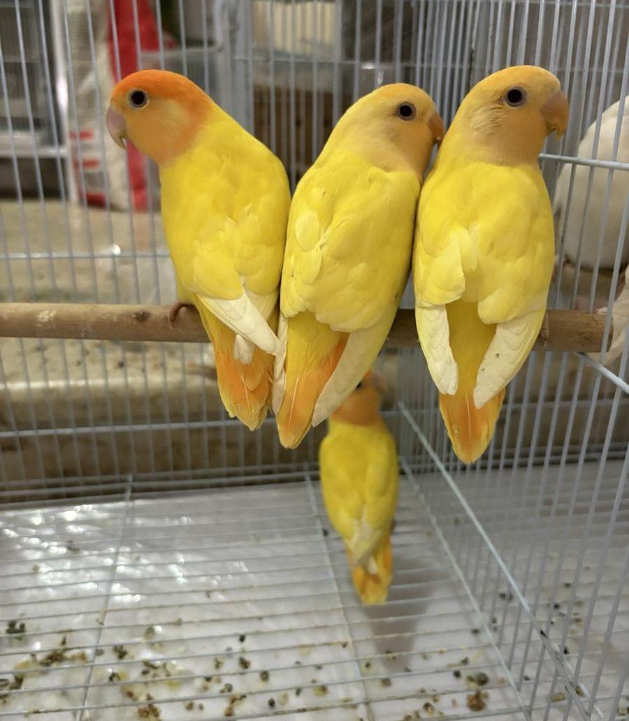روز اورنج منتج