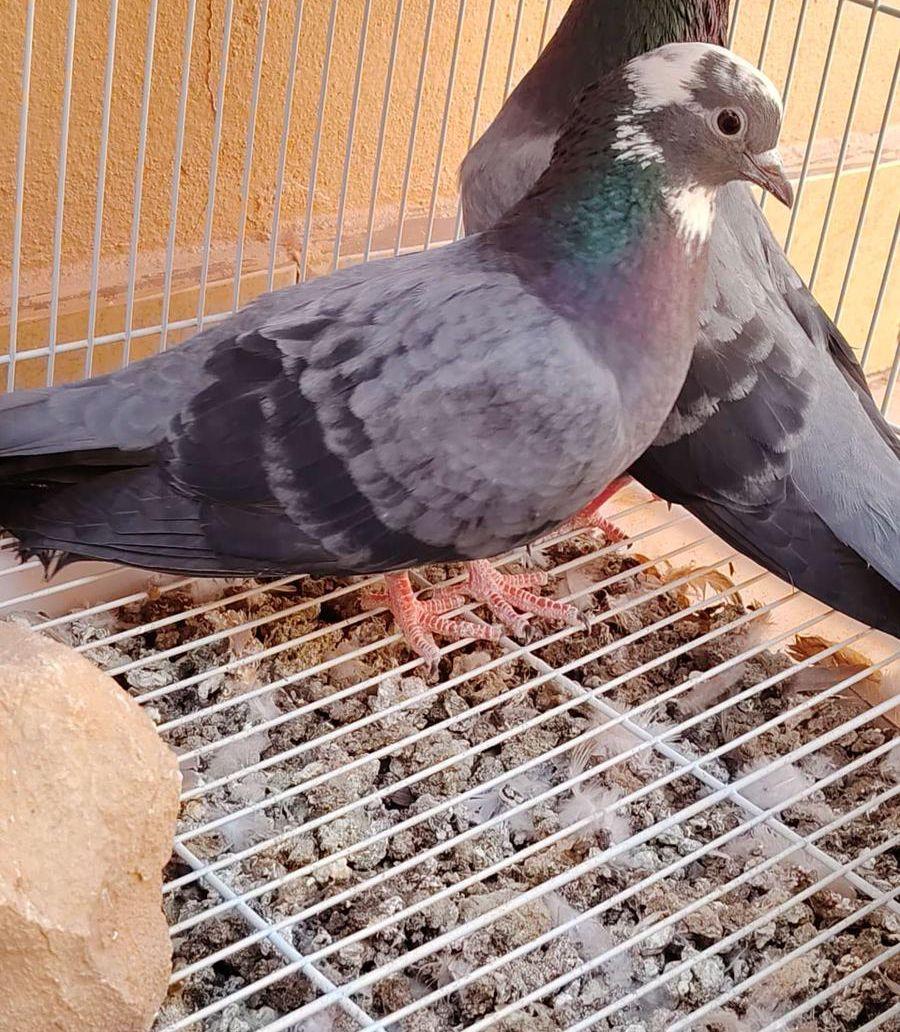 جوز صنعاوي مع