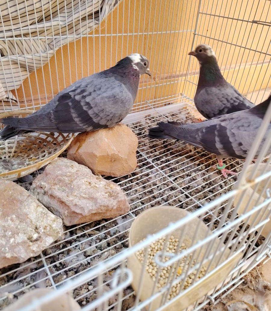 جوز صنعاوي مع
