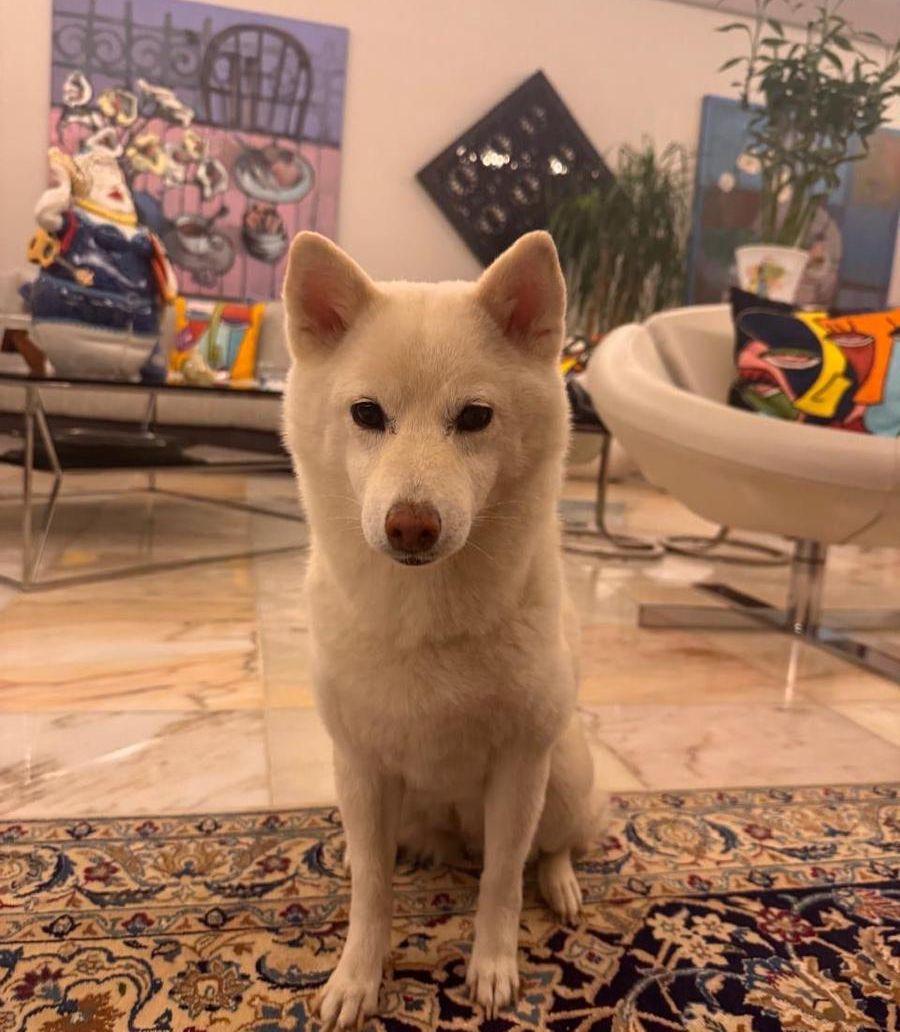 Shiba Inu Dog