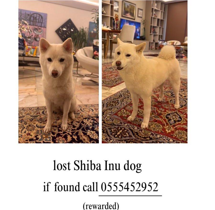 Shiba Inu Dog