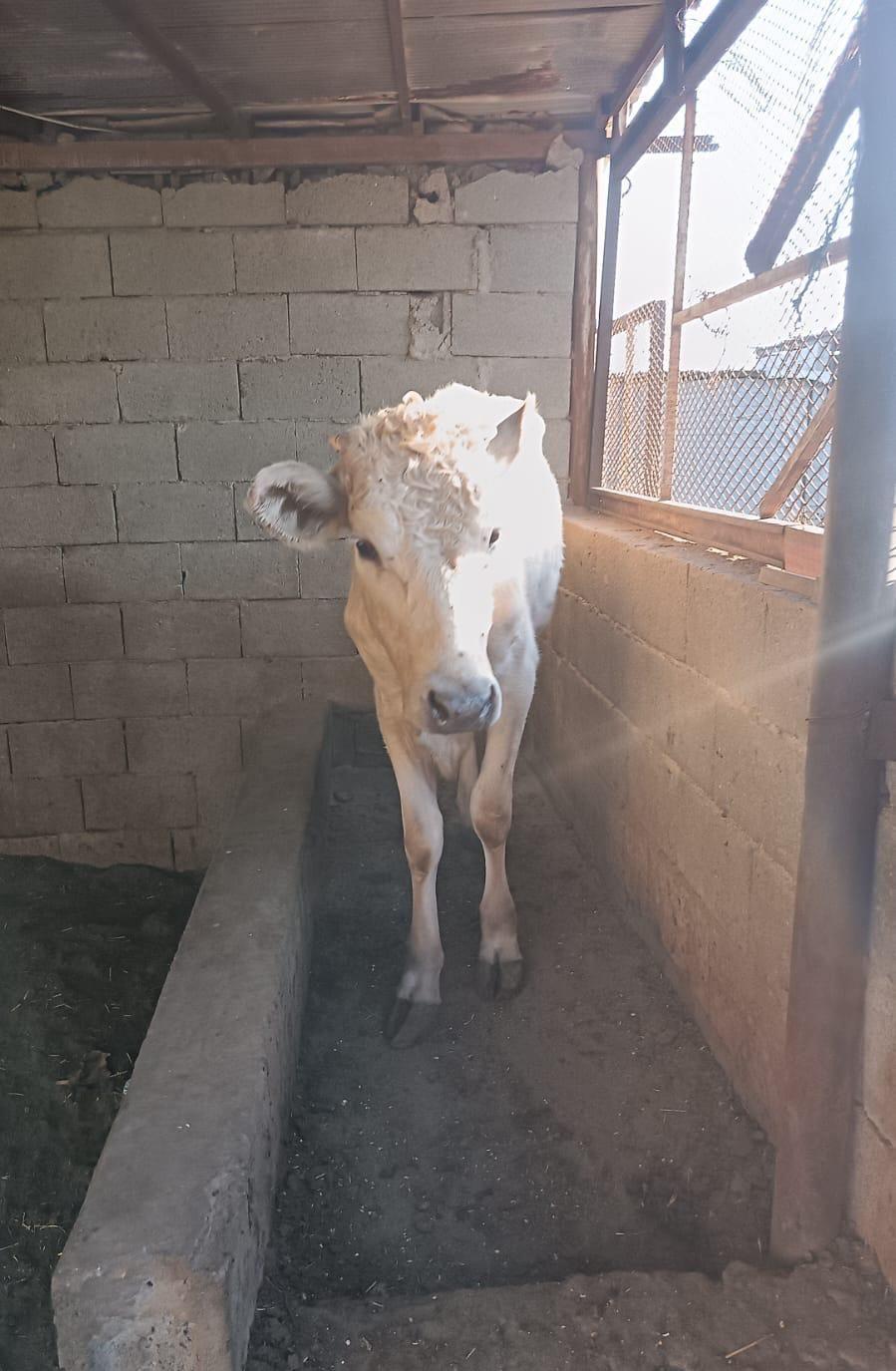 بقر