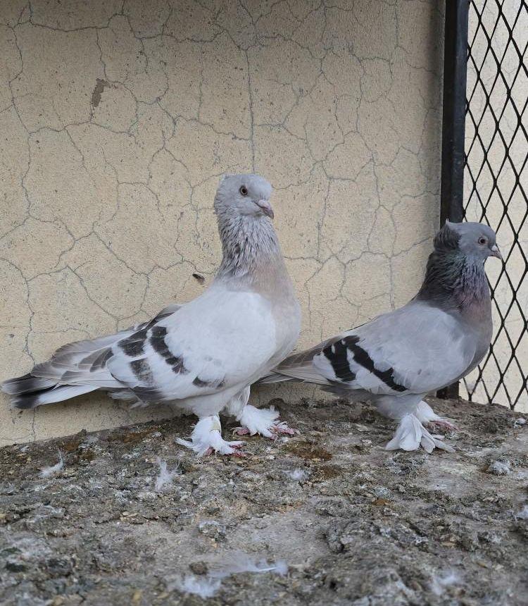 حمام مطير تركي