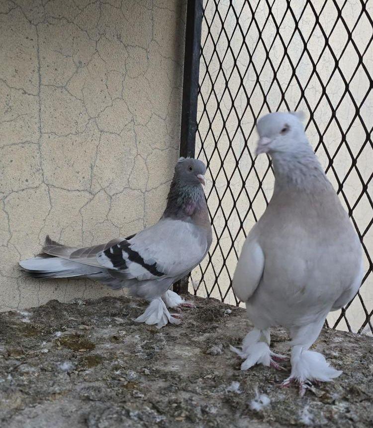 حمام مطير تركي