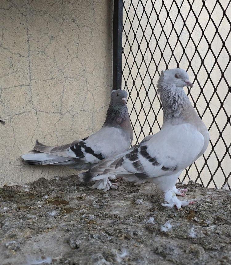 حمام مطير تركي