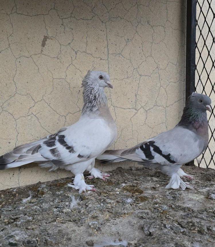 حمام مطير تركي