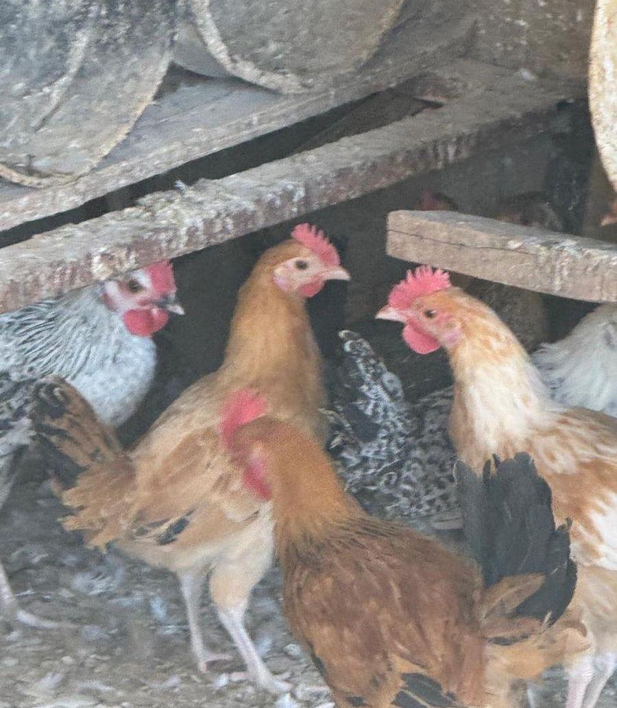 بط بكيني وديوك