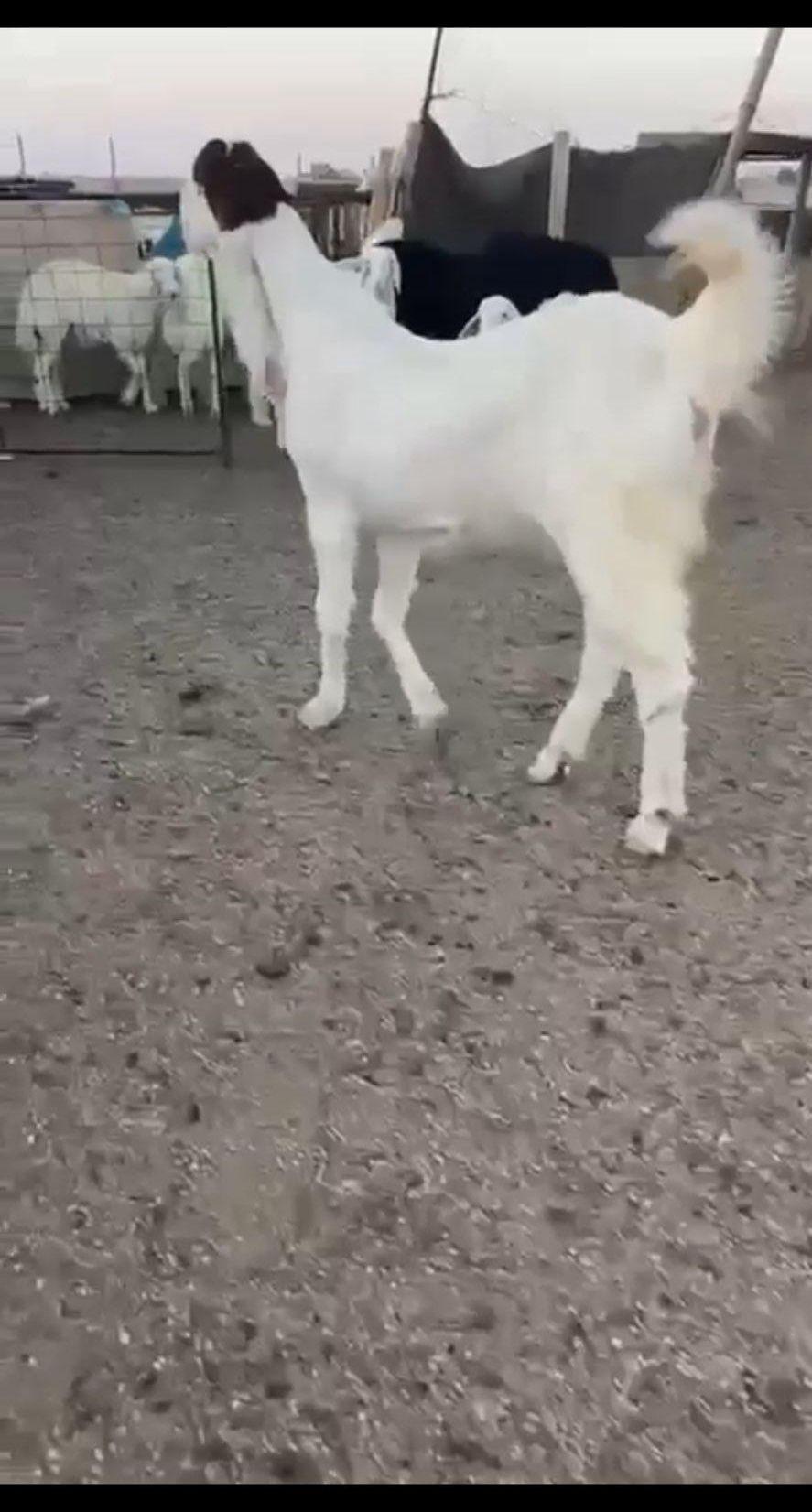 مطوره خصم