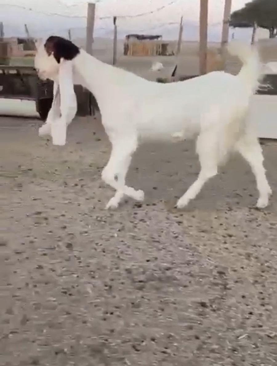 مطوره خصم