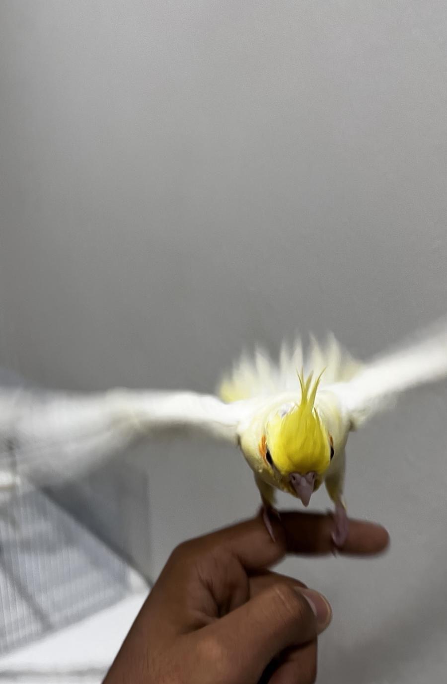 كروان لاتينيو