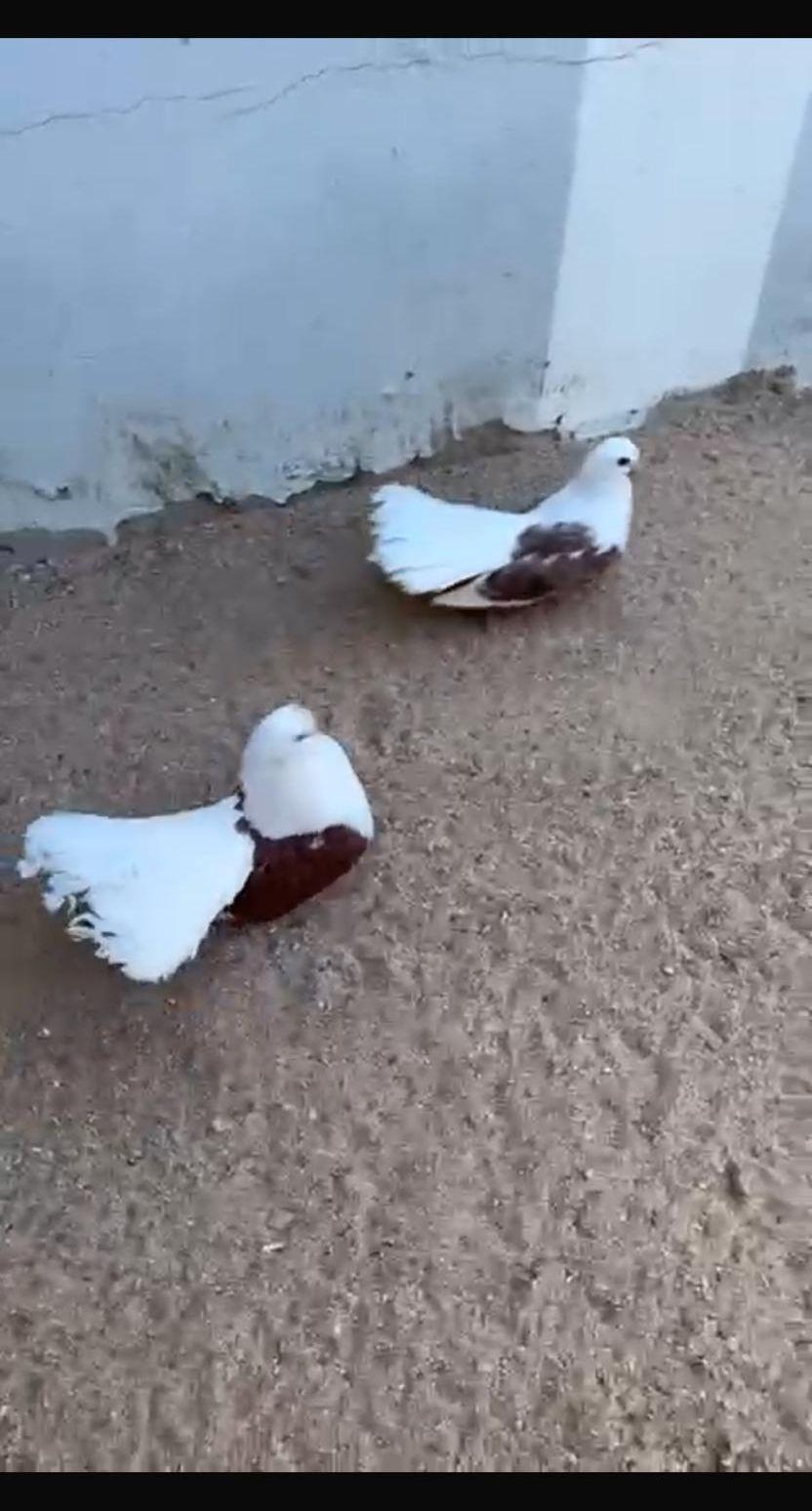 زوج حمام نادر