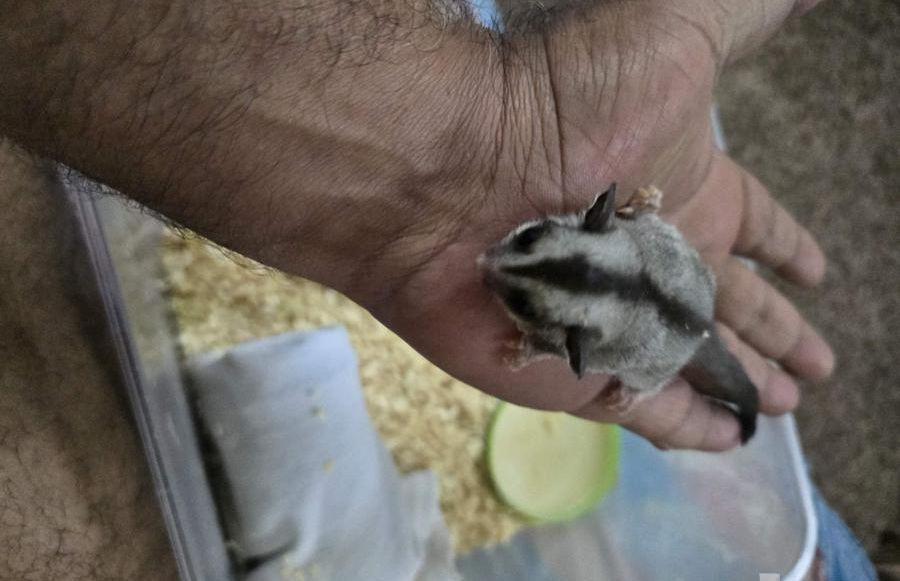 فرخ سنجاب شوقر
