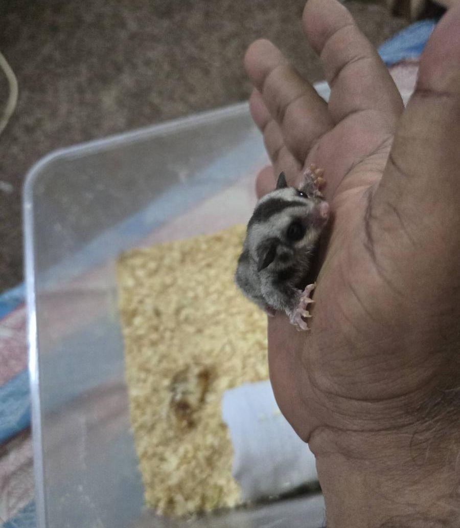 فرخ سنجاب شوقر
