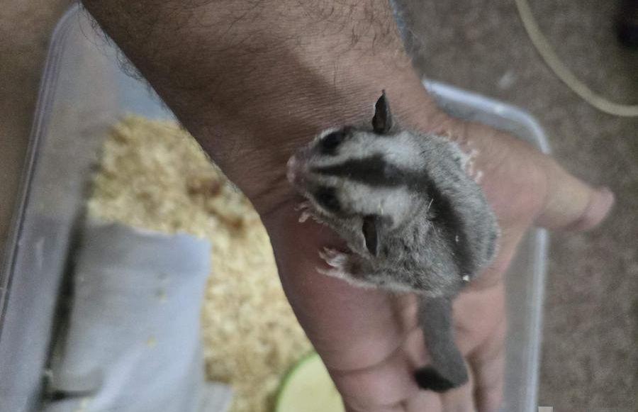 فرخ سنجاب شوقر