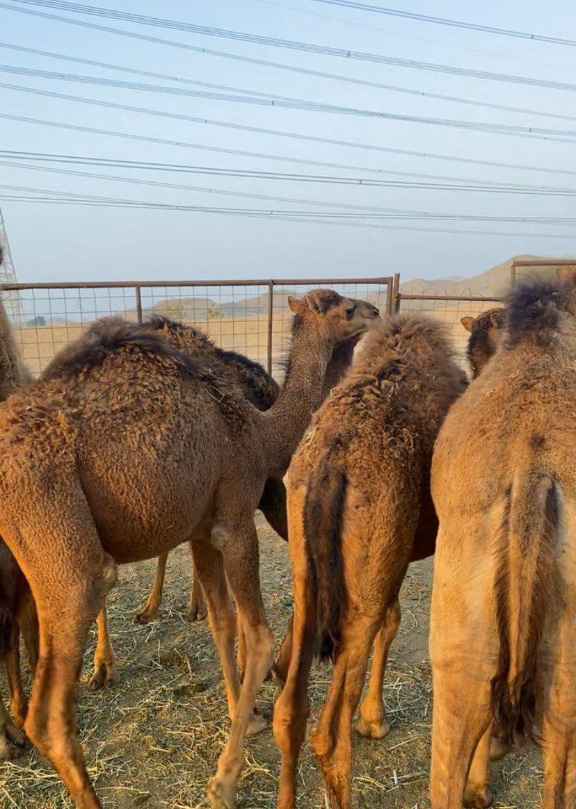 حشو للبيع