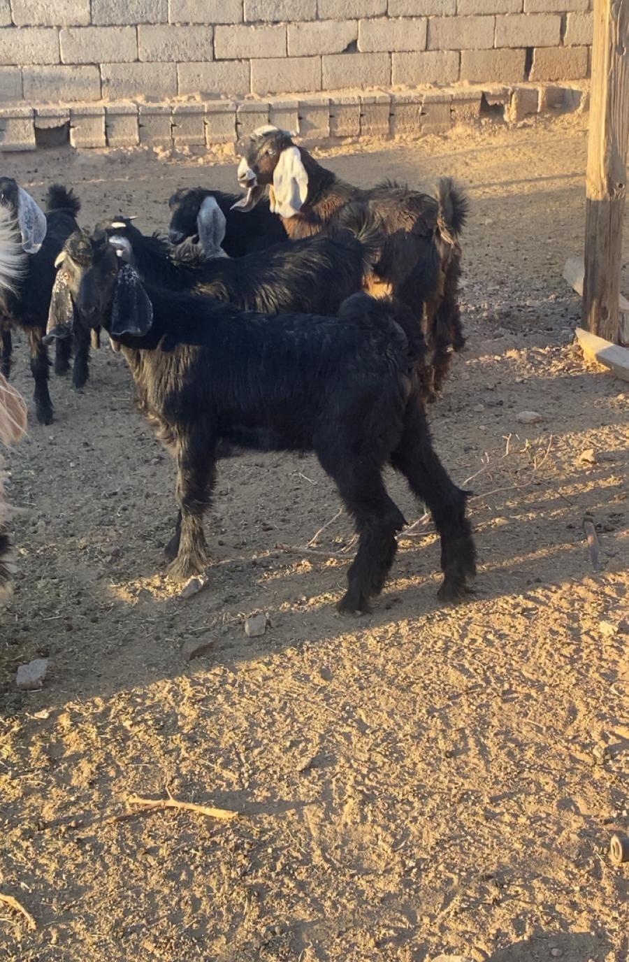 المدينه