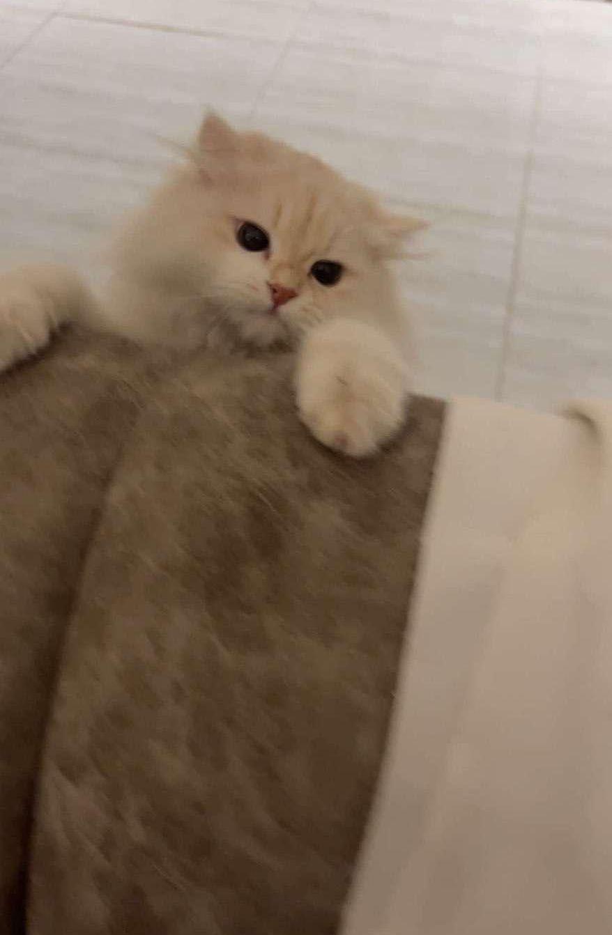قطوه