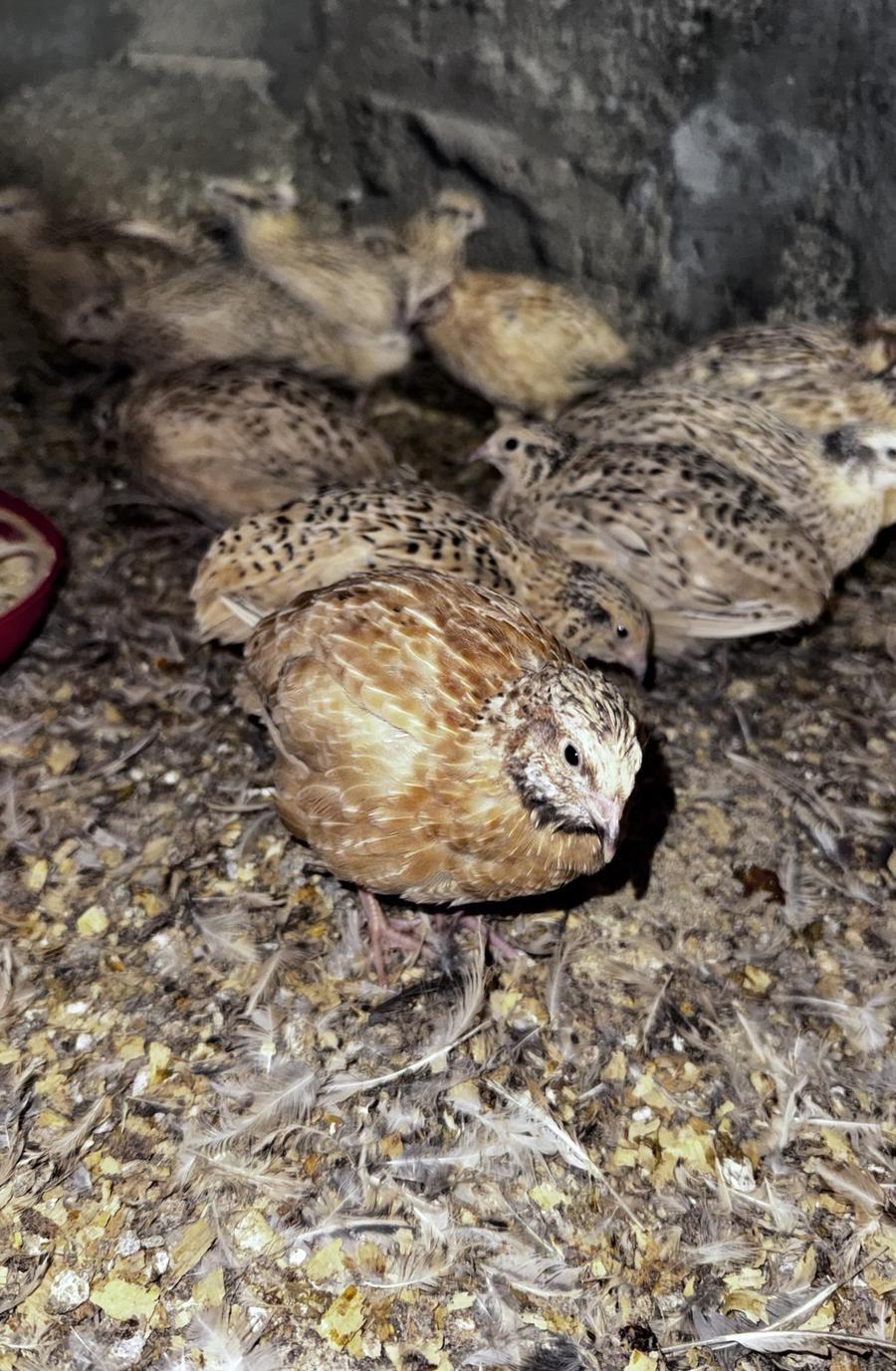 سمان للبيع طيور