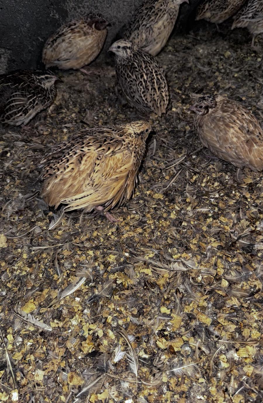 سمان للبيع طيور