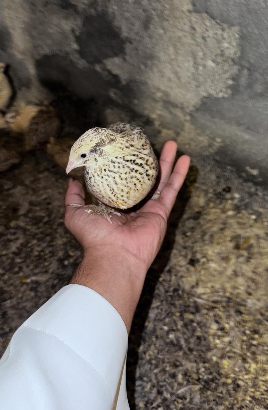 سمان للبيع طيور