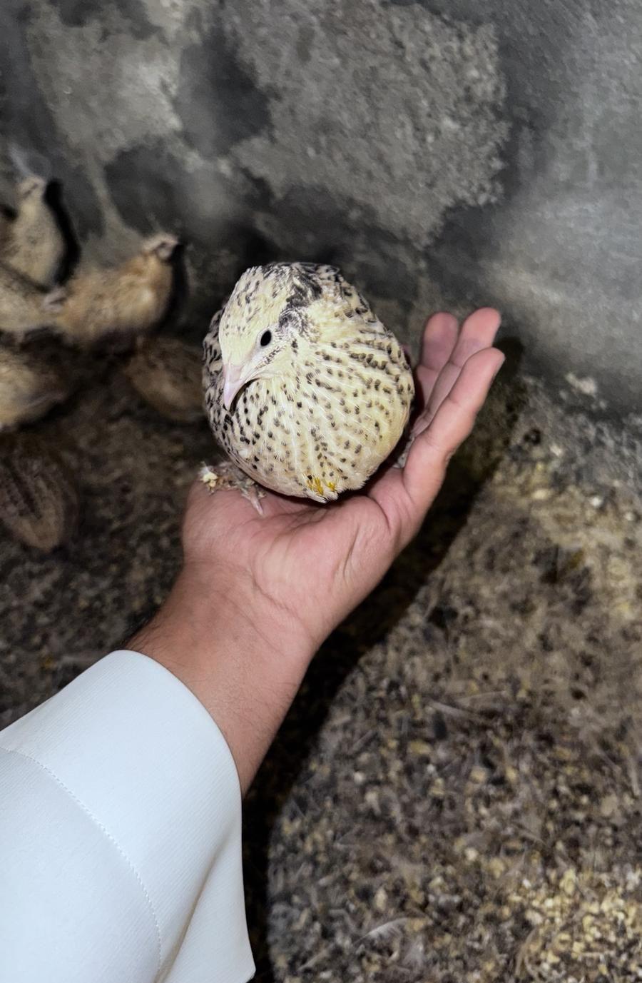 سمان للبيع طيور