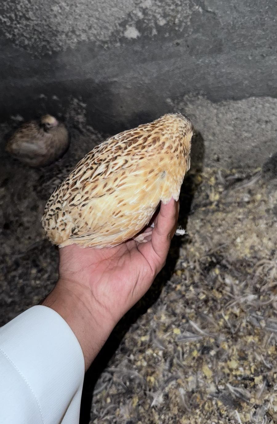 سمان للبيع طيور