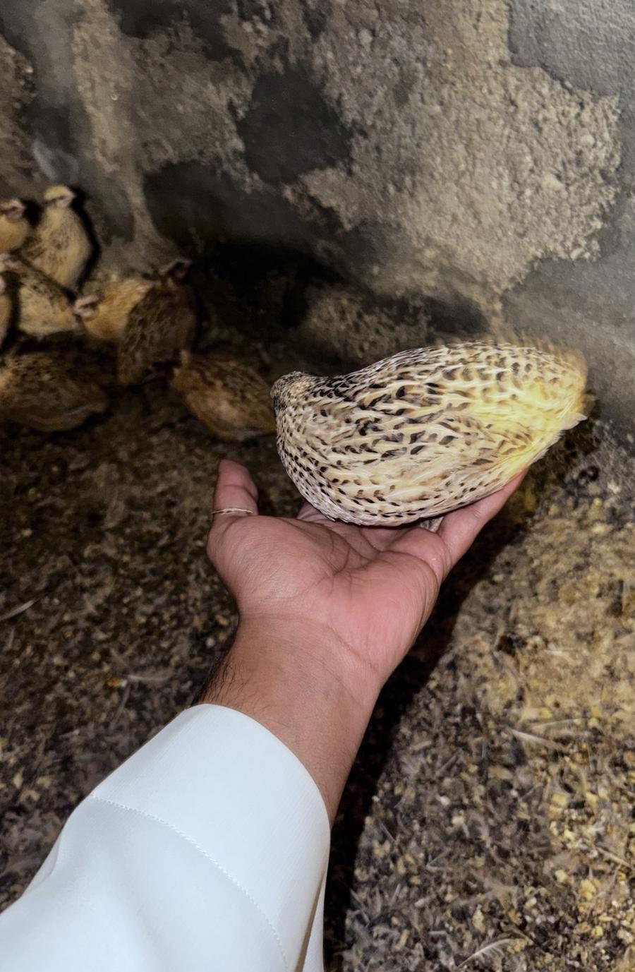 سمان للبيع طيور