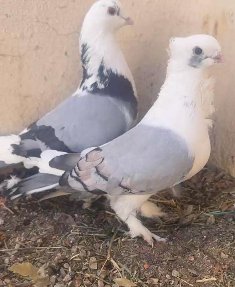 حمام جوز حب