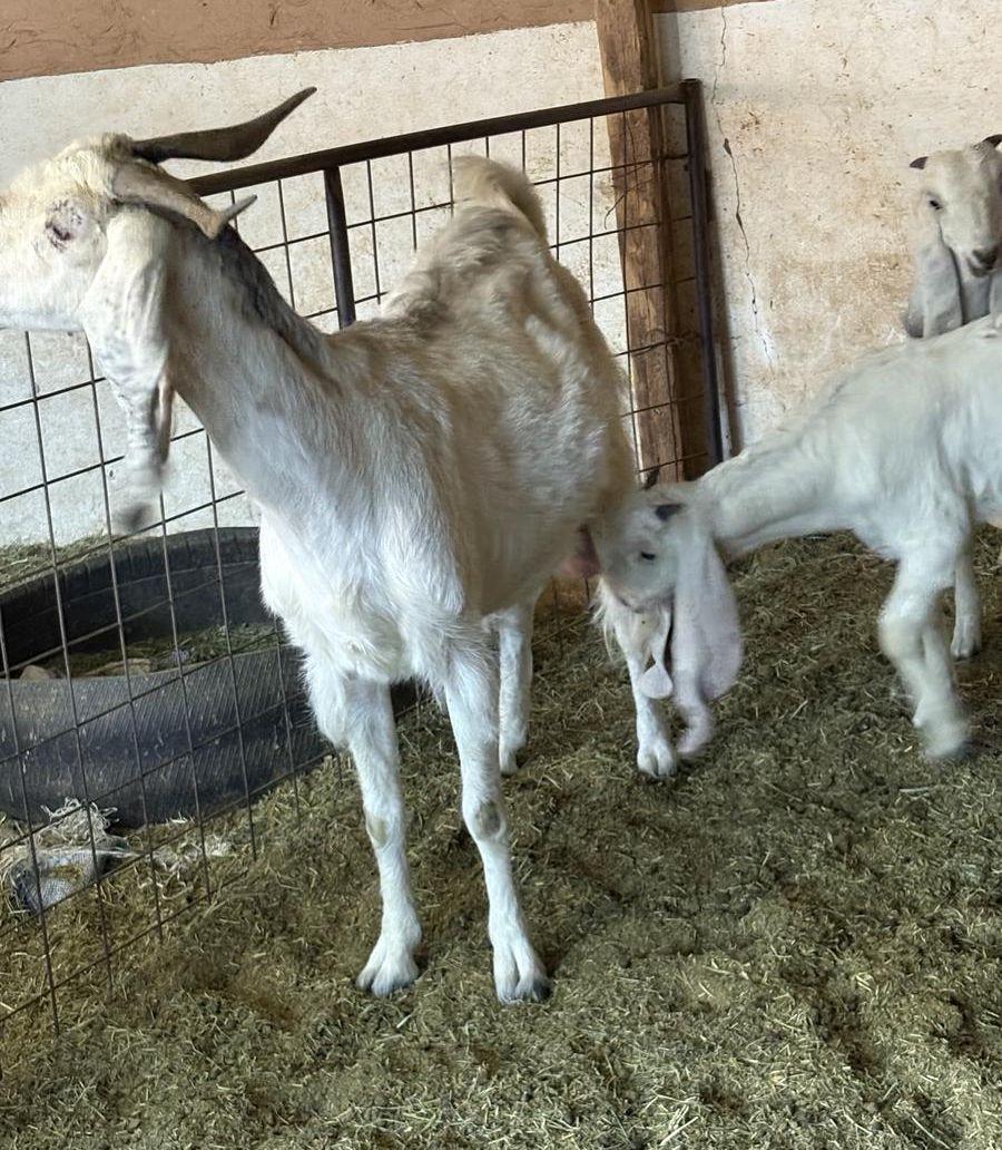 عنز مشروكه