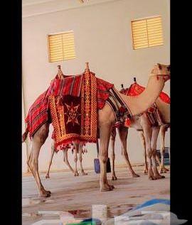 جمال وخيول
