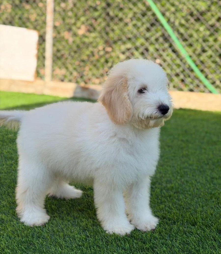 Poodle for Sale