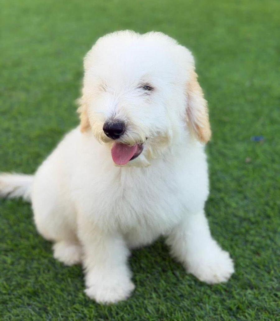 Poodle for Sale