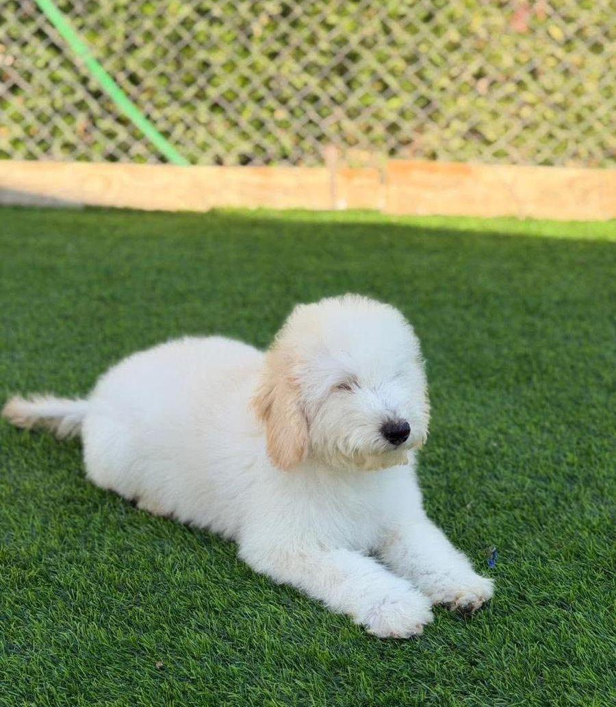 Poodle for Sale