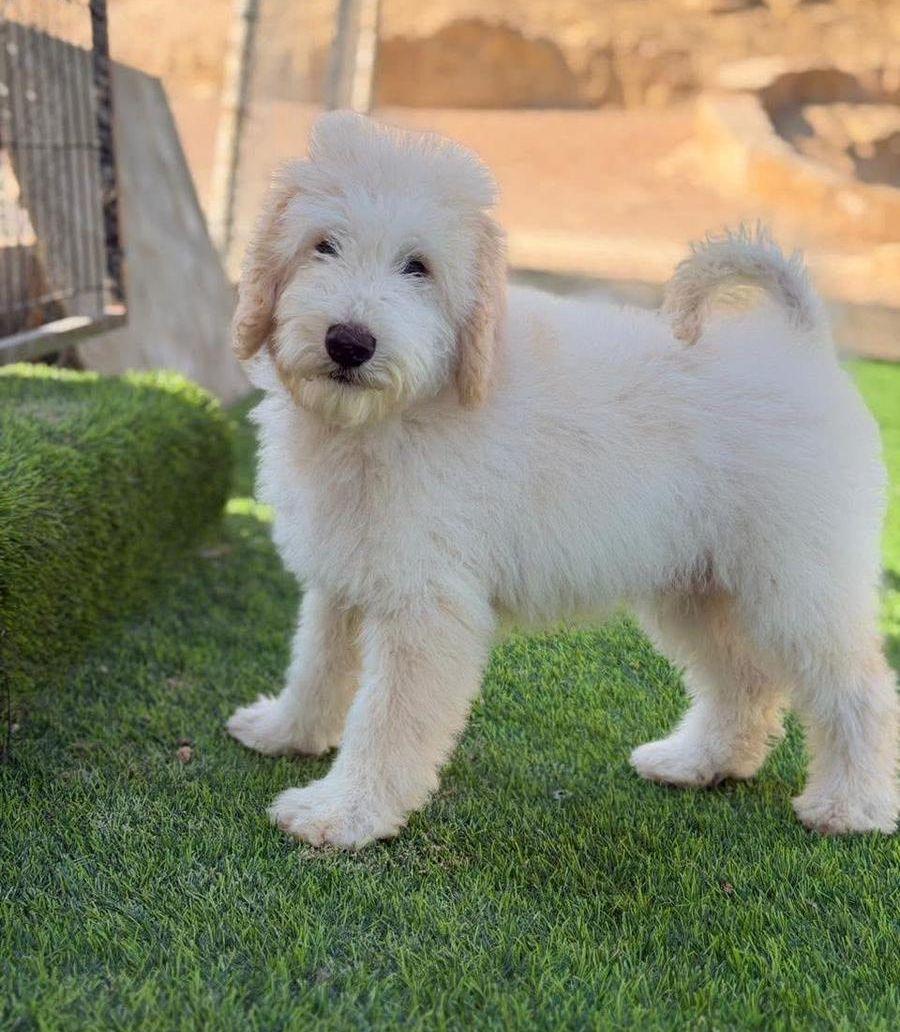 Poodle for Sale