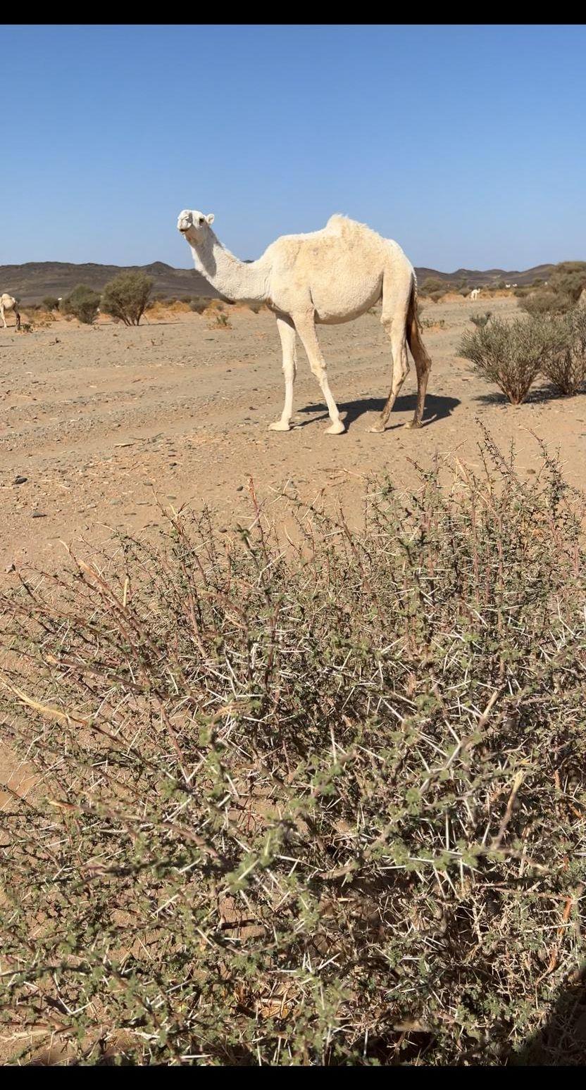 بكرة حقة كفو