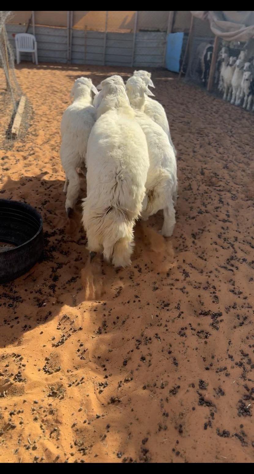 ذبايح جبره