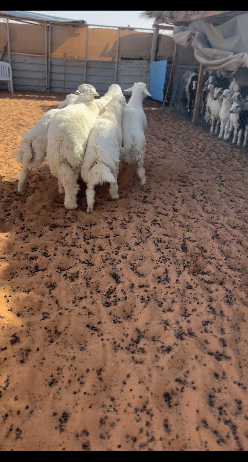 ذبايح جبره
