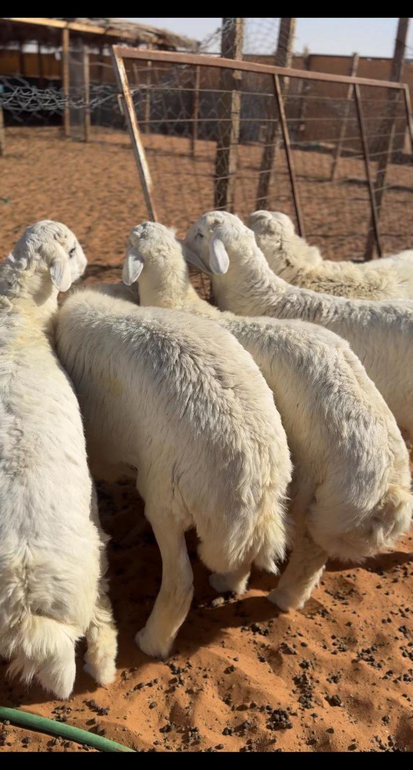 ذبايح جبره