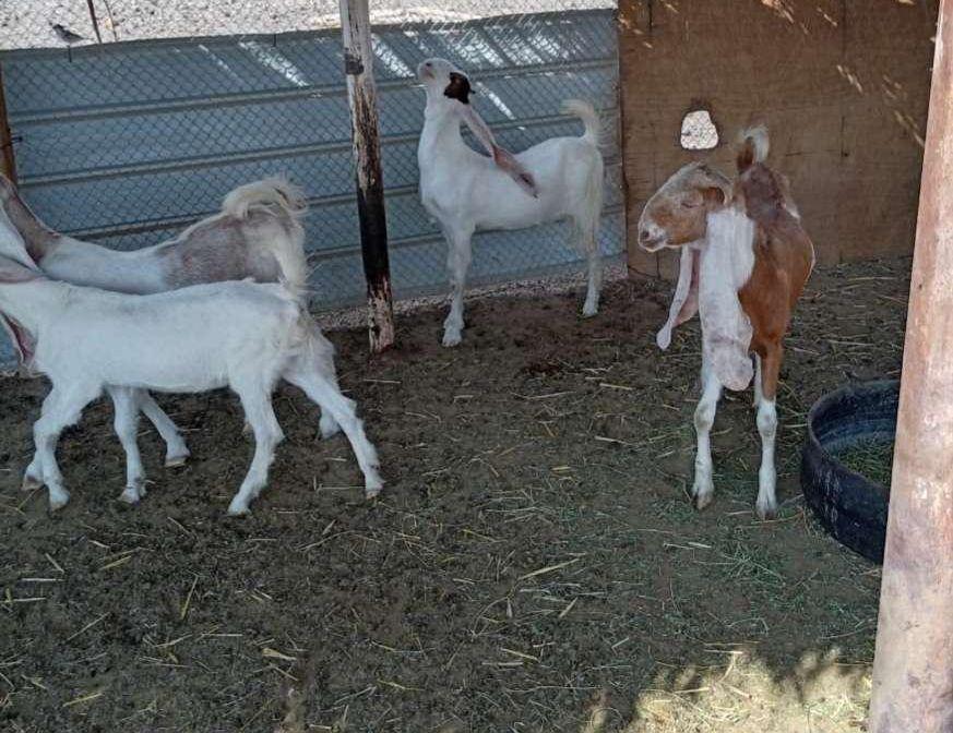 جفار هولندية