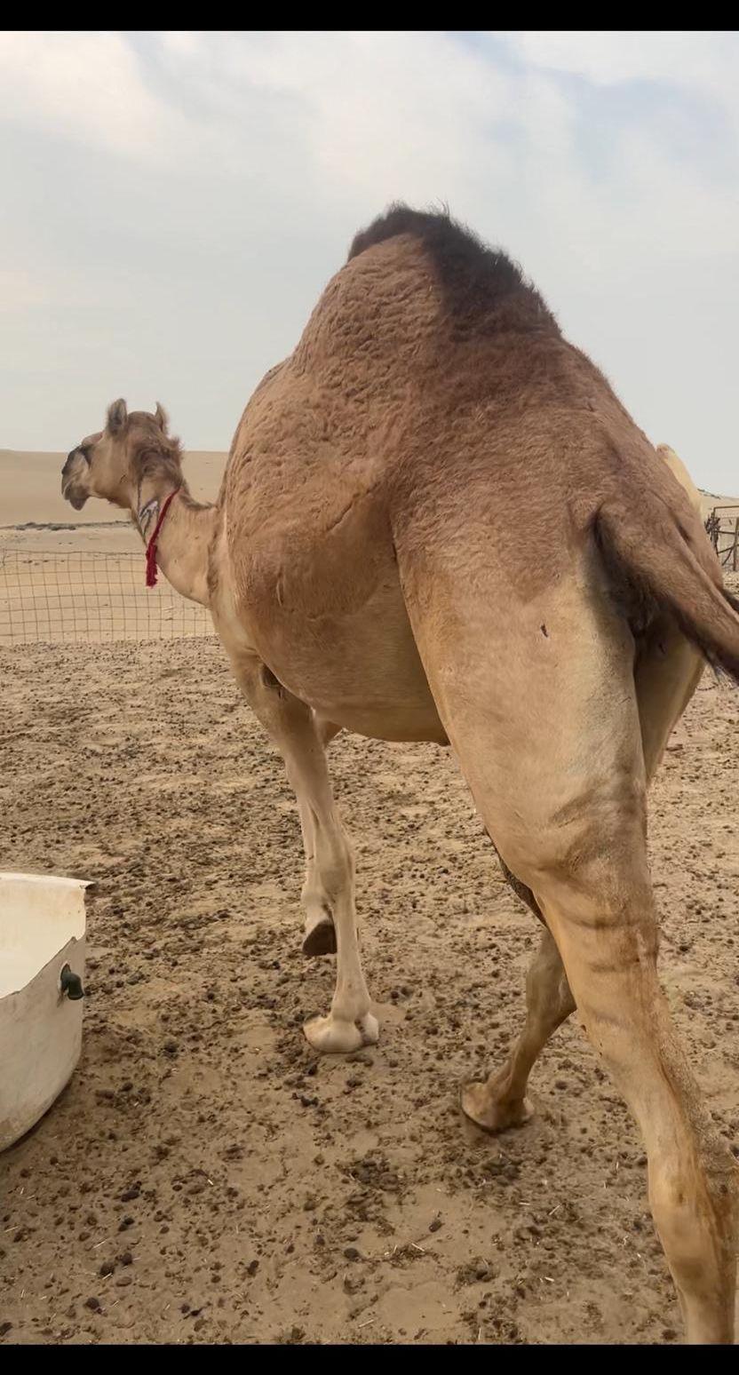 حمراء لقحه كاايفه
